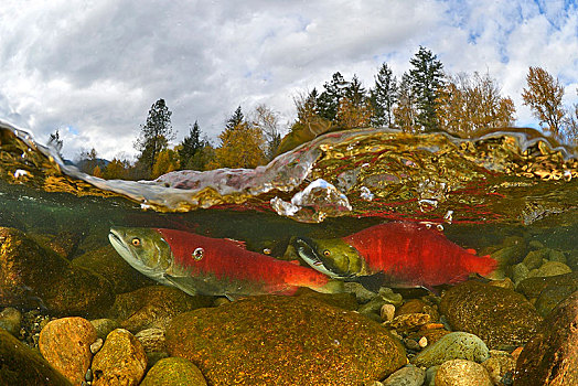 红鳟鱼,三文鱼,红鲑鱼,亚当斯河,错层式房屋,省立公园,不列颠哥伦比亚省,加拿大,北美