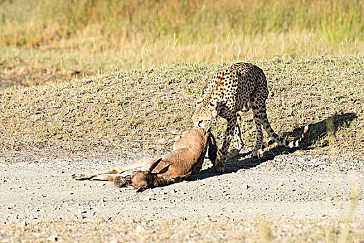 雌性,印度豹,角马,新鲜,杀死,幼兽,靠近,恩戈罗恩戈罗火山口,保护区,坦桑尼亚
