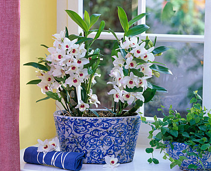 白色,石槲兰,蓝色,涂绘,窗户,榕属植物