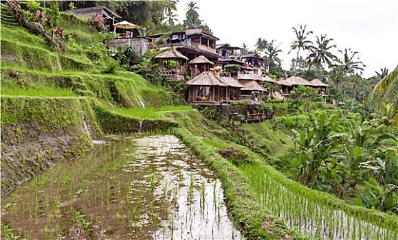印度尼西亚,乡村