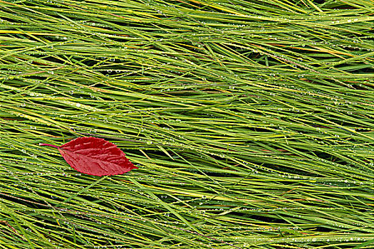 鲜明,红叶,躺着,湿,草,秋天