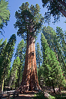 红杉国家公园,加利福尼亚,美国