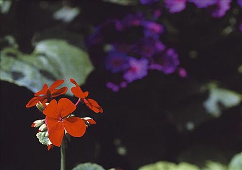 红花,天竺葵