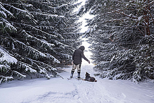 后视图,男人,顺从,狗,雪中,遮盖,树林,俄罗斯