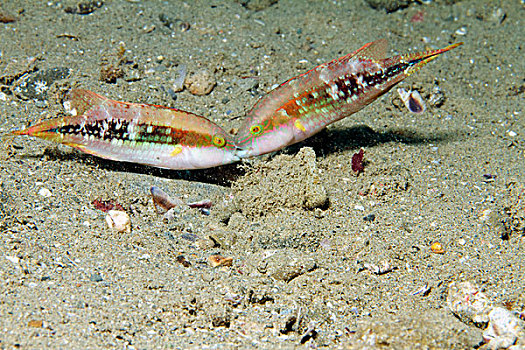 濑鱼,安汶,印度尼西亚