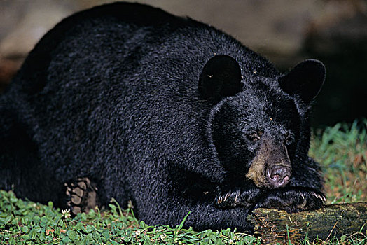 黑熊,美洲黑熊,安大略省,加拿大