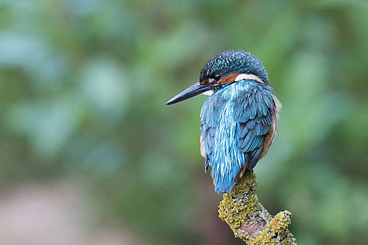 翠鸟,雄性,坐在树上,黑森州,德国,欧洲