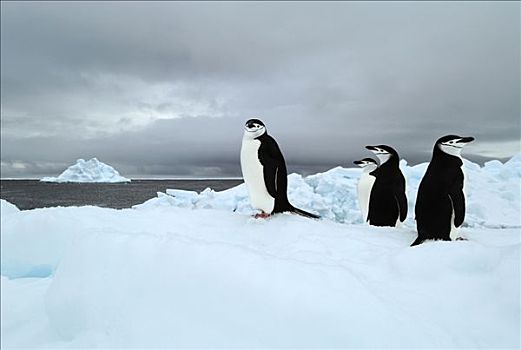 帽带企鹅,南极企鹅,南极