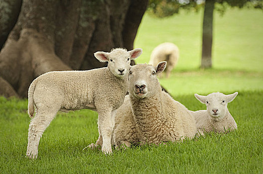 母羊,羊羔,地点