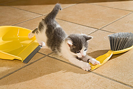 小猫,玩,畚箕,扫帚