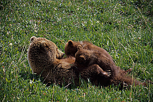 美国,阿拉斯加,德纳里峰国家公园,大灰熊,母熊,护理,幼兽