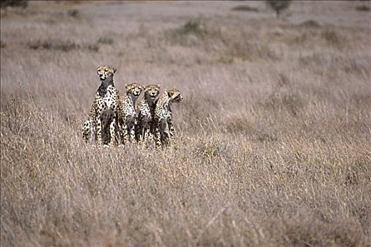 印度豹,家族,内罗毕,公园,肯尼亚