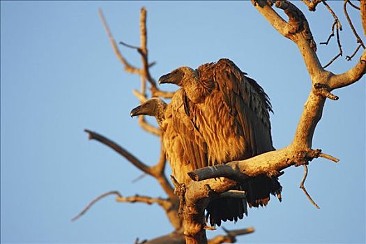 秃鹰,晨光,枝条,克鲁格国家公园,南非,非洲