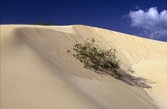 沙丘,植被,富埃特文图拉岛,加纳利群岛,西班牙