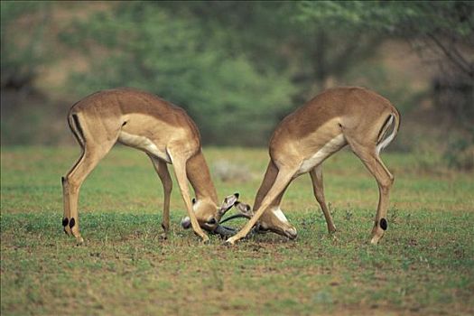黑斑羚,成年,公羊,争斗,克鲁格国家公园,南非,非洲