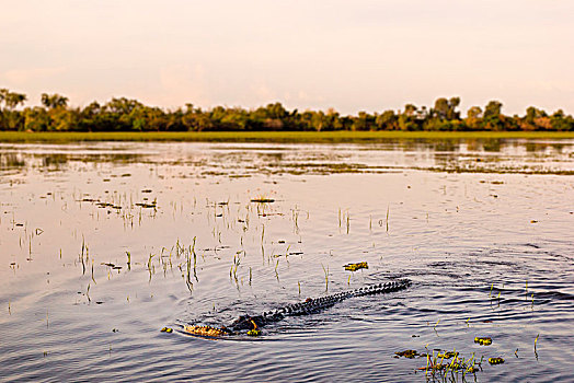 海水,鳄鱼,黄色,水,干河道,卡卡杜,澳大利亚