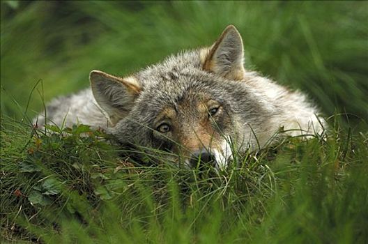 狼,幼仔,休息,挪威,斯堪的纳维亚,欧洲