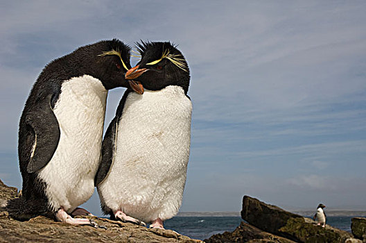 凤冠企鹅,南跳岩企鹅,鹅卵石,岛屿,福克兰群岛