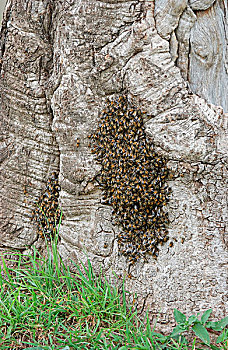 非洲,蜂蜜,蜜蜂,群集,树,树干,马赛马拉,肯尼亚