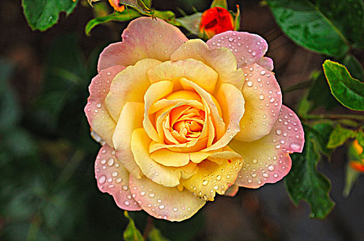 黄玫瑰,粉色,花,水滴