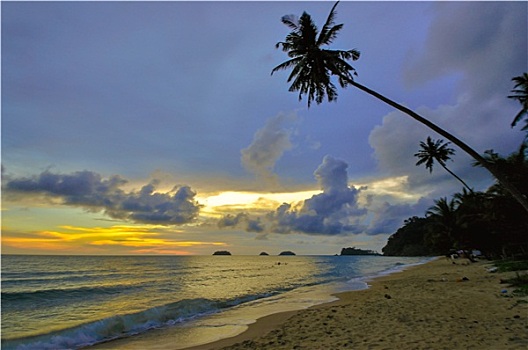 苏梅岛,海滩,倾斜,椰树,泰国