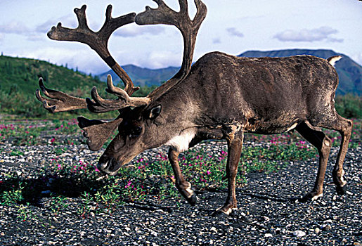 美国,阿拉斯加,德纳里峰国家公园,驯鹿属,走,凶猛,缠结