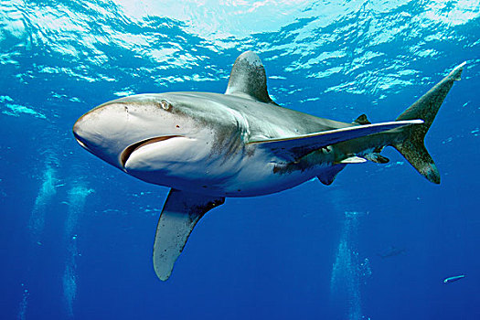 远洋白鰭鯊,长鳍真鲨,巴哈马,加勒比