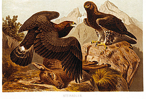 石头,鹰,1898年