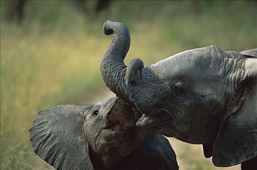 非洲象,幼兽,母兽,禁猎区,南非