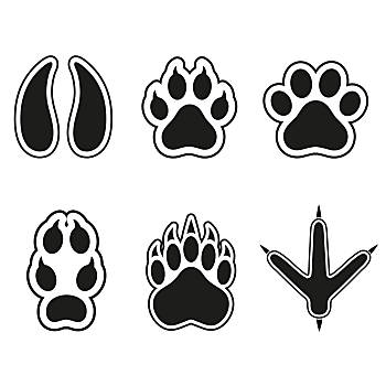 痕迹,动物,白色,插画,动物脚印,白色背景,背景