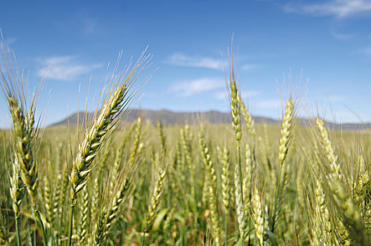 小麦,地点,蓝色,天空
