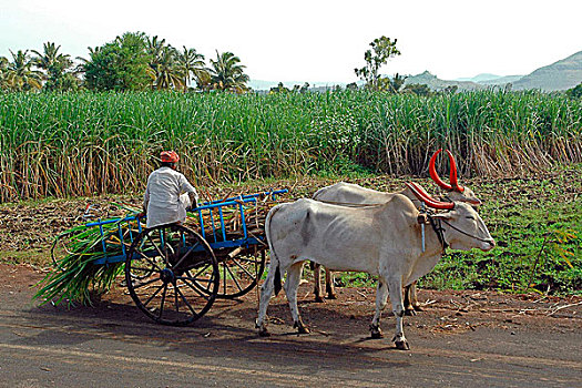 甘蔗,马哈拉施特拉邦,区域,培育,向上,灌溉,供给,紧急,平衡,科技