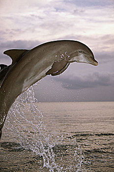 海洋,普通,海豚,真海豚,跳跃,黎明,序列,水,野生动物,动物,哺乳动物,移动,象征,力量,能量,动感
