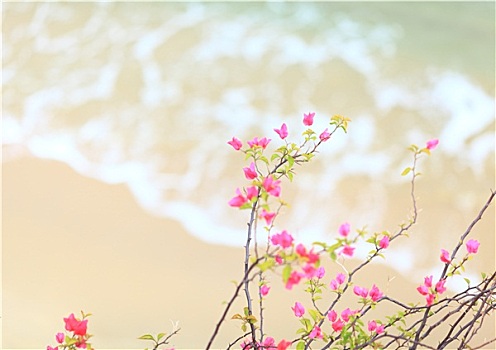 小,粉色,杜鹃花,沙滩,背景
