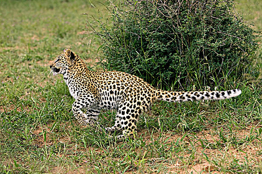 豹,4个月,老,幼兽,跑,灌木,纳米比亚