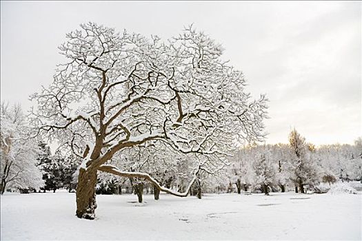 积雪,树