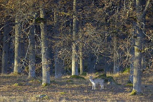 扁角鹿,树林,瑞典