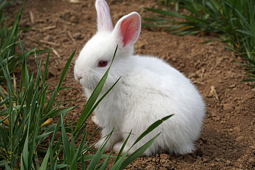 小白兔图片