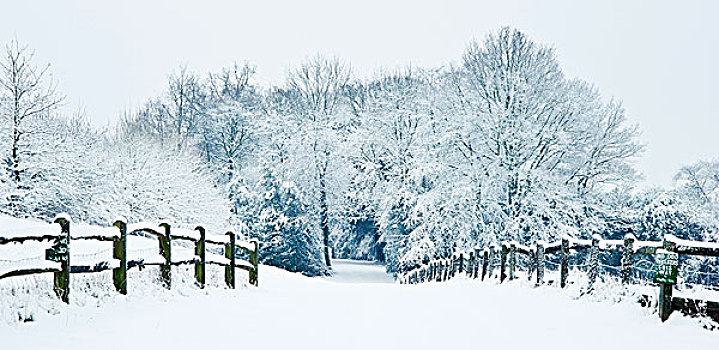 雪,冬季风景,乡村,场景,英国