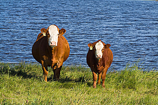 牲畜,红色,牛肉,母牛,幼兽,草原,边缘,湖,艾伯塔省,加拿大