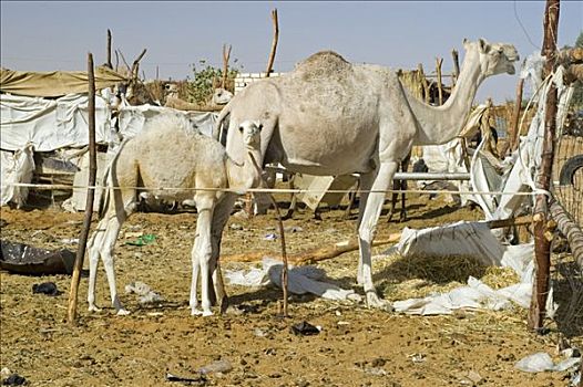 骆驼,市场,绿洲,利比亚