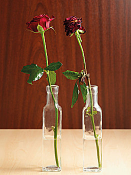 两个,玫瑰,花瓶,一个,清新,凋谢