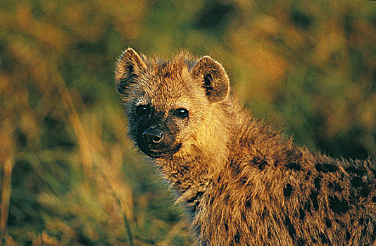 斑鬣狗,成人,头像,马赛马拉,公园,肯尼亚