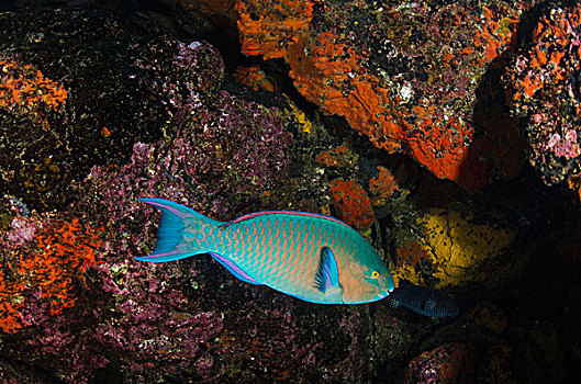 鹦嘴鱼,加拉帕戈斯群岛,厄瓜多尔