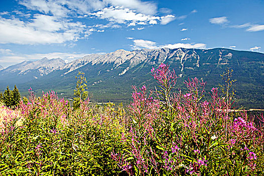 杂草,开花,库特尼国家公园,不列颠哥伦比亚省,加拿大,野花,山