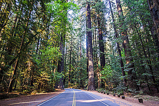 道路,巨树之道,巨杉,树,北加州,美国