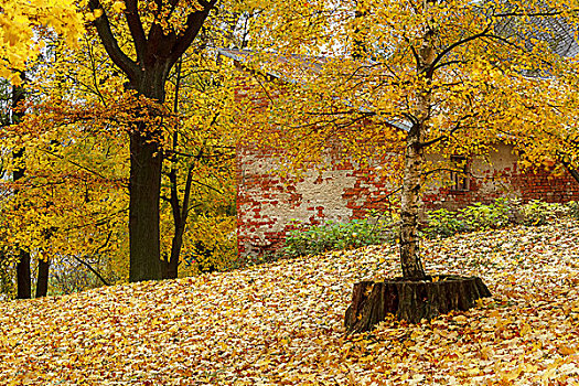 彩色,构图,秋天,公园