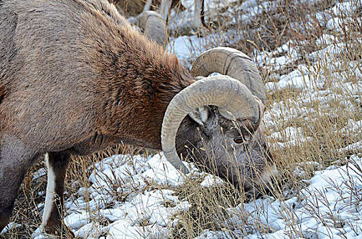 落基山,大角羊,碧玉国家公园,艾伯塔省,加拿大,放牧,靠近,公路,冬天,雪