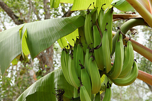 香蕉花,水果,香蕉树