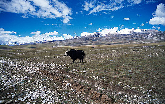 西藏日喀则纳木错青藏高原风光,卓玛雪山